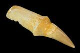 Fossil Rooted Mosasaur (Eremiasaurus) Tooth - Morocco #117007-1